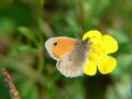 Coenonympha pamphilus